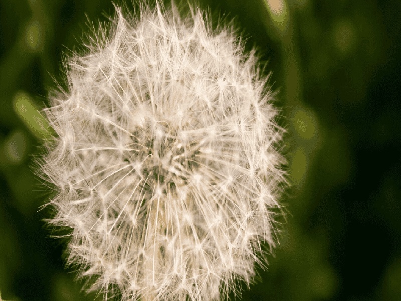 女主多次试管中信试管双胎洛阳试管的婴儿